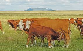 Ultrasound-Based Evaluation of Preovulatory Follicles and Fertility Prediction in Cattle